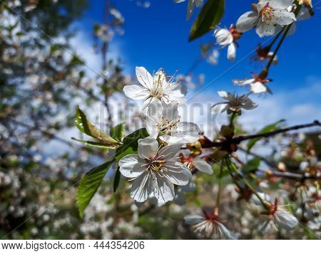 Close-up Shot Of Cherry Tree Branch In Spring With Flowering Pure White Flowers And Small Green Leav
