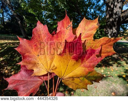 Close-up Shot Of Big Maple Leaves In The Hand In Autumn In Bright Sunlight. Maple Leaf Changing Colo