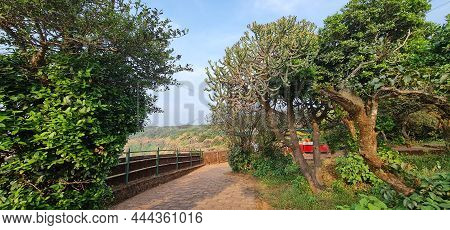 Tall Cactus Tree Among The Other Plants Along The Pathway At Savitri Point Mahabaleshwar, Mumbai, In