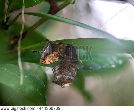 Portrait Of A Tropical Butterfly On A Plant.