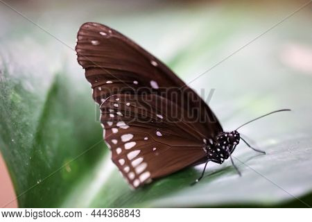 Portrait Of A Tropical Butterfly On A Plant.