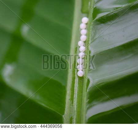 Many Banana Butterfly Eggs Are Laid On A Banana Leaf.