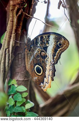 A Blue Banana Butterfly On A Plant.