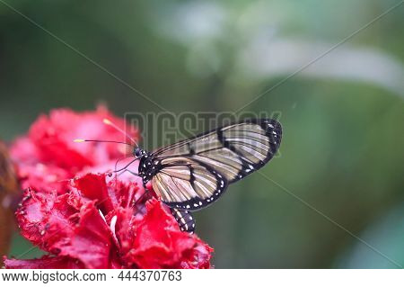 Portrait Of A Tropical Butterfly On A Plant.