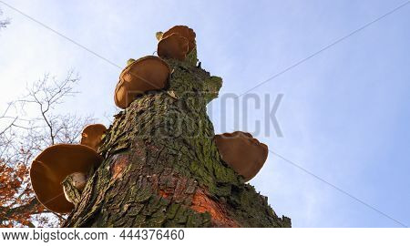 Mushroom Parasite On The Trunk Of A Dead Tree In The Park. Bottom View Of A Tree Trunk Covered With 