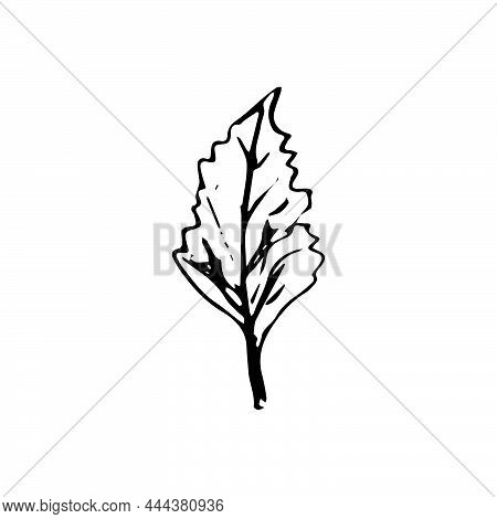 Cute Single Hand Drawn Mint For Cocktail Decoration. For Menu Or Recipe. Doodle Vector Illustration,