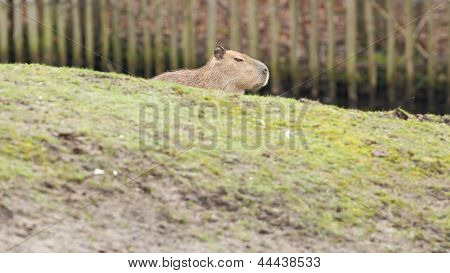Capivara (hydrochoerus Hydrochaeris)