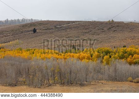 Autumn Grove Of Aspens In The Eastern Sierras In Front Of A Blizzard
