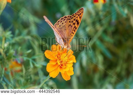 The Dark Green Fritillary Butterfly Collects Nectar On Flower. Speyeria Aglaja Is A Species Of Butte