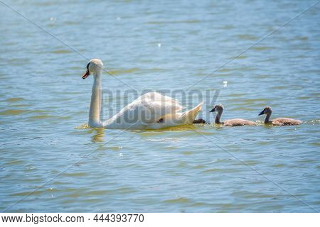 A Female Mute Swan, Cygnus Olor, Swimming On A Lake With Its New Born Baby Cygnets. White Swan And I