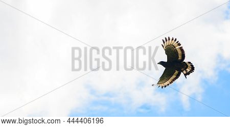 Crested Serpent Eagle In Flight, Spread Wings, Photographed From Below Against The Sky In Galle, Sri