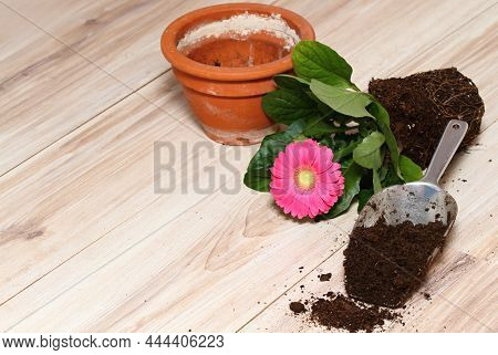 Replanting Of Potted Flower Gerber Daisy At Home. Seedling Is Replanting Into Bigger Flower Pot. Cop
