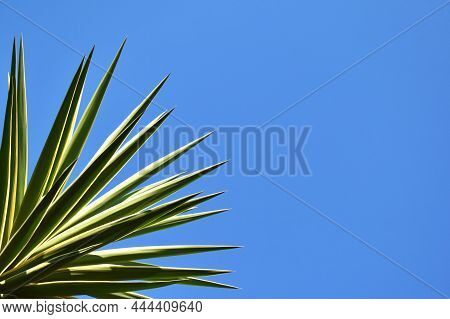 Yucca Gigantea Or Adams Needle Yucca Or Yucca Filamentosa Tree Plant Leaves Against Blue Sky Backgro