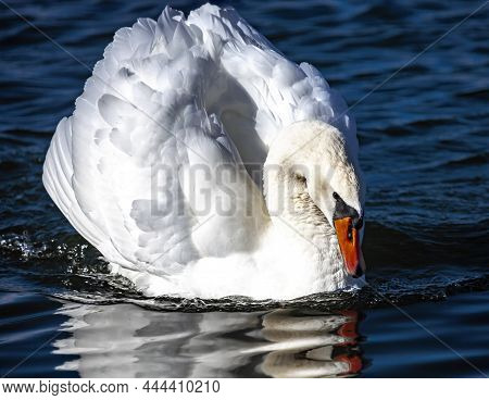 White Swan With Red Beak Swims Beautifully In Blue Water.  Adult Sibilant Swan Swims On The Blue Sur