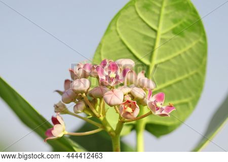 Close-up Photo Of Madar Plant Flowers In Bloom In The Field (calotropis Gigantea, The Crown Flower, 