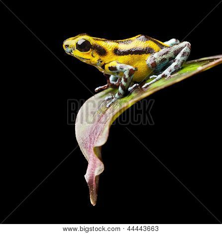 พิษกบโผจากป่าปานามา Amphibian แปลกใหม่นี้มีรูปแบบหลายสี yell นี้