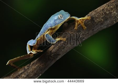 Laubfrosch, Cruziohyla oder Phyllomedusa Calcarifer, Klettern Zweig tropischen Amazonas-Regenwald. Dies