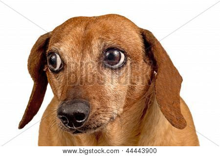 Hund schaut man über an etwas