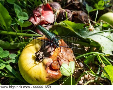 Adult Musk Beetle (aromia Moschata) With Very Long Antennae And Coppery And Greenish Metallic Tint O