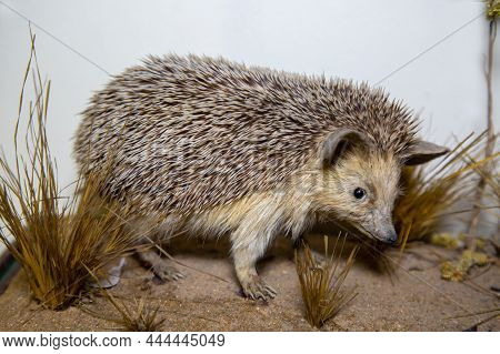 A Big-eared Hedgehog (latin Hemiechinus Auritus) With Beautiful Needles Hunts Insects Against A Back