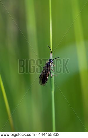 A Fly Or Fly-like Insect On A Plant.