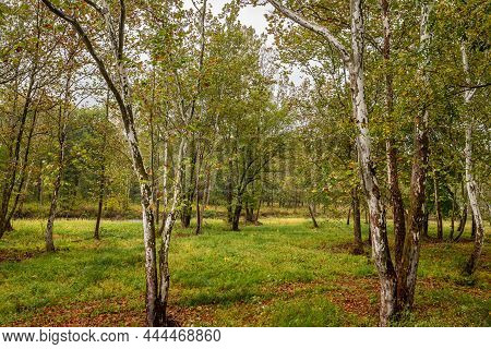 Birch Trees Along The West Bracnh Of Conneaut Creek Viewed From The Middle Road Covered Bridge Durin