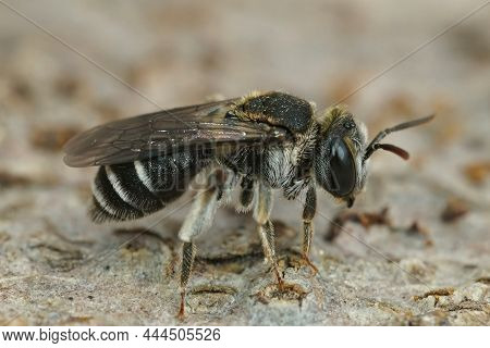 Detailed Closeup On A Small Mining Bee , Andren Colletiformis, From Southern France Sitting On A Pie
