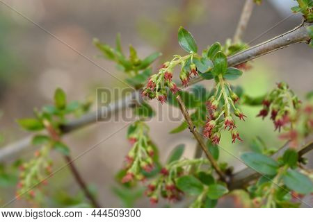 English Redoul Flowers - Latin Name - Coriaria Myrtifolia