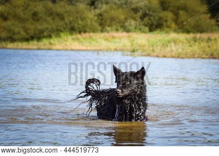 Mudi Is Standing In The Water. It Was Autumn Photo Workshop.