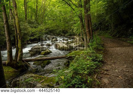 Wide Trail Running Along Big Creek In Great Smoky Mountains National Park