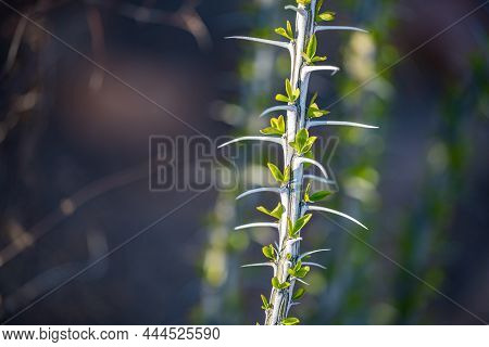 Young Branch Of Ocatillo Grows Bright Green And White With Copy Space