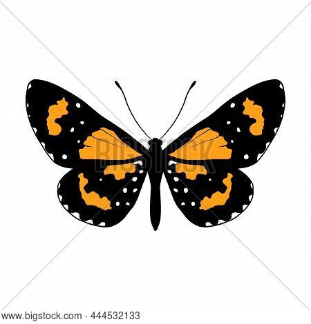 Vector Drawing Butterfly, Stalachtis Susanna, Hand Drawn Illustration