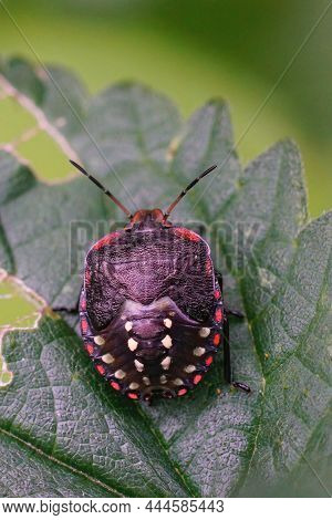 Vertical Closeup On A Colorful Nymph Of The Southern Green Shieldbug, Nezara Virudula Sitting On A G