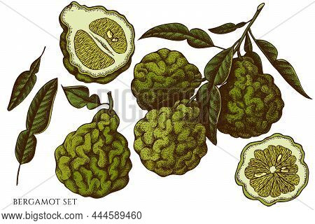 Citrus Hand Drawn Vector Illustrations Collection. Colored Bergamot. Vintage Vector Art.