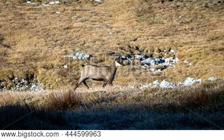 Alpine Chamois (rupicapra Rupicapra) On Mountain Range Sunny Weather.  Goat-antelope Standing Feedin