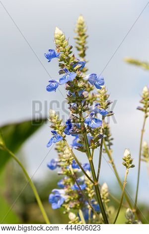 Bog Sage (salvia Uliginosa) Flowers