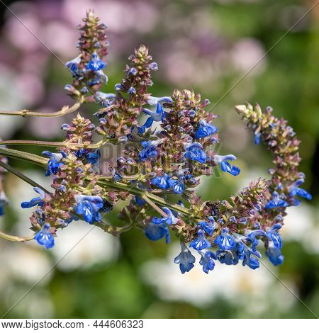 Bog Sage (salvia Uliginosa) Flowers In Bloom