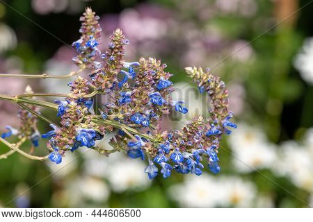 Bog Sage (salvia Uliginosa) Flowers