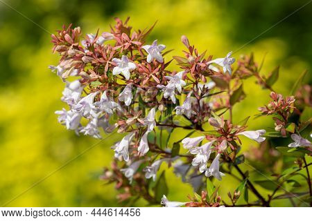 Chinese Abelia (abelia Chinensis) Flowers