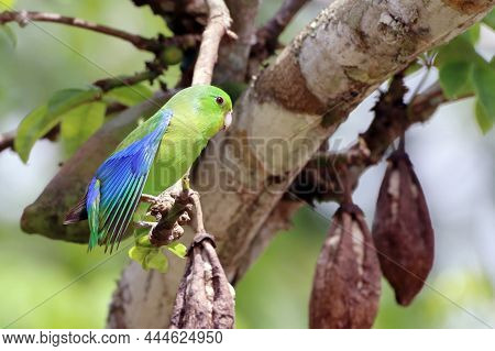 Male Blue-winged Parrotlet (forpus Xanthopterygius) Showing Blue Wing Detail