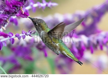 A Hummingbirds Favorite Breakfast In Lompoc, California