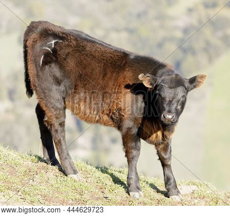 Calf Cow Grazing. Las Trampas Wilderness Regional Preserve, California, Usa.