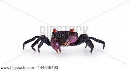 Red Purple Vampire Crab, Showing Both Red Eyes. Isolated On A White Background., Standing Facing Cam