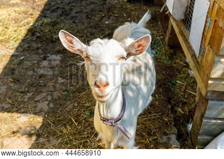 Cute Free Range Goatling On Organic Natural Eco Animal Farm Freely Grazing In Yard On Ranch Backgrou