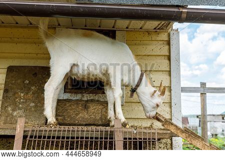Cute Free Range Goatling On Organic Natural Eco Animal Farm Freely Grazing In Yard On Ranch Backgrou