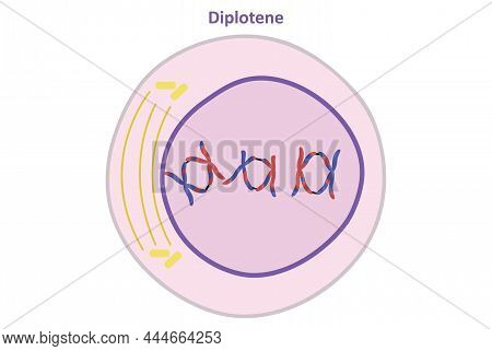 Prophase Of The Meiosis, Diplotene, Reproductive Cell Division