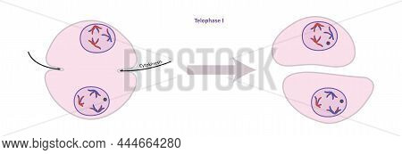 Telophase  I, Part Of Meiosis, Reproductive Cell Division