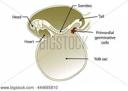 Sagittal Section Of An Embryo During Early Stages Of Embryogenesis (before Migration Of The Primordi