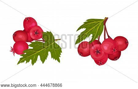 Hawthorn Berry Branch With Cluster Of Red Round Small Pome Fruits Vector Set