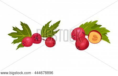 Hawthorn Berry As Red Round Small Pome Fruits Vector Set